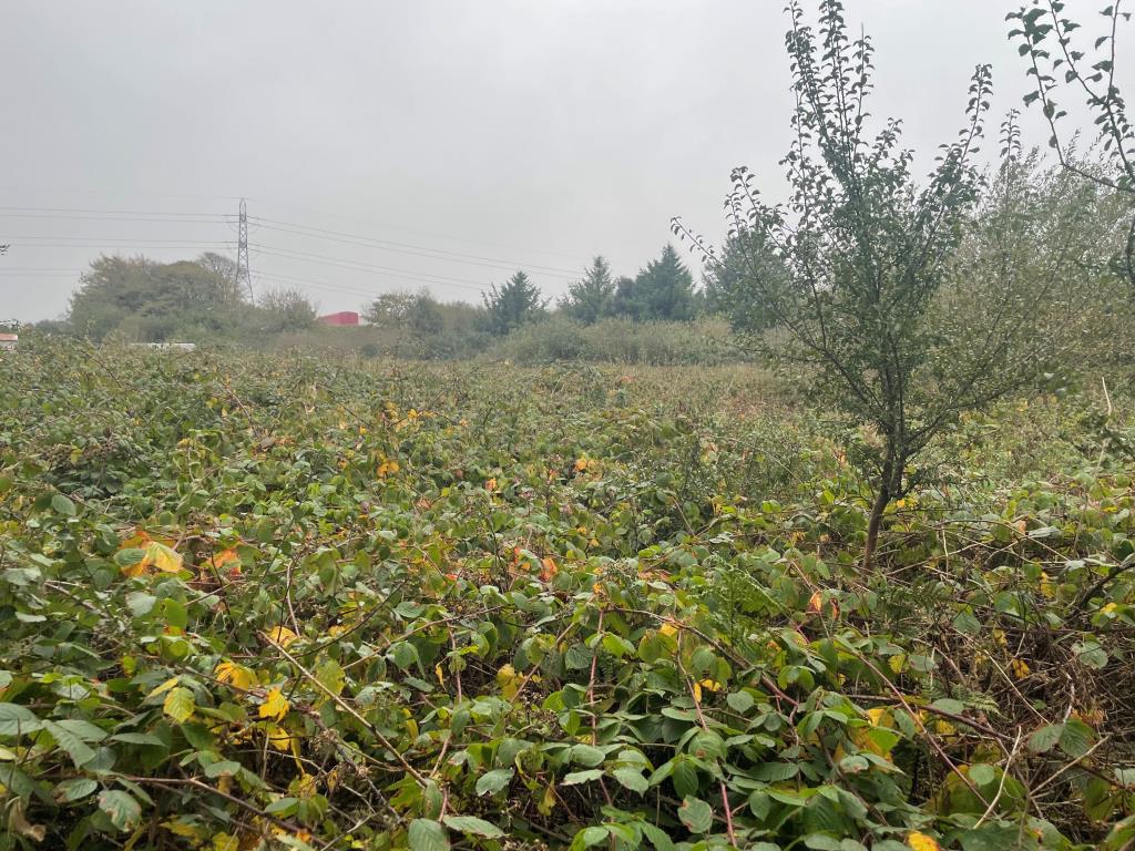 Lot: 13 - LAND WITH PRE-APPLICATION ADVICE - Overgrown land